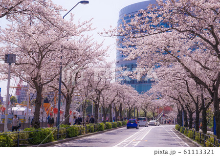 満開の桜と横浜みなとみらいの街並み 満開の桜と横浜みなとみらいの街並み 61113321