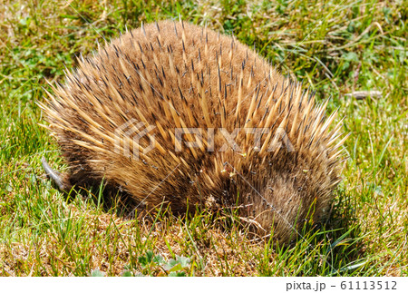 Echidna - Cradle Mountain 61113512
