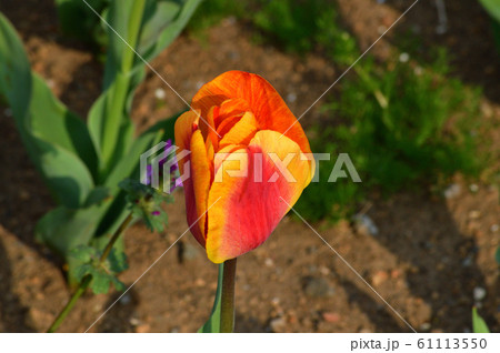 チューリップの一種と推定される植物のオレンジ色の蕾を撮影した写真 61113550