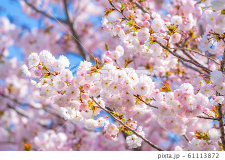 八重桜　アップ　千曲川桜堤　【長野県】 61113872