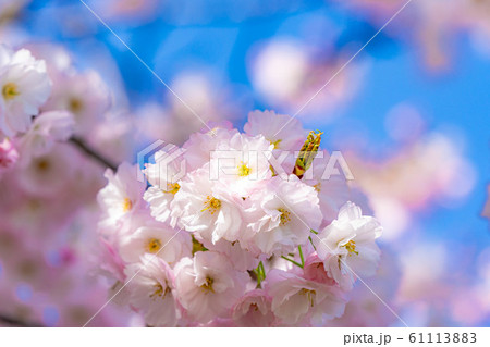 八重桜 アップ 千曲川桜堤 【長野県】 八重桜 アップ 千曲川桜堤 【長野県】 61113883