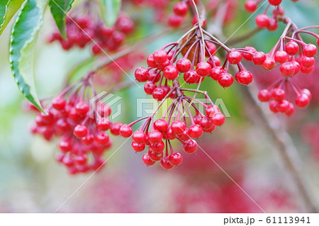 冬の木 赤い実 まんりょうの写真素材