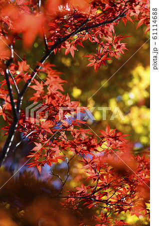 紅葉を見上げる 紅葉を見上げる 61114688