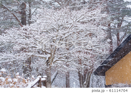 吹雪の日の公園 61114704