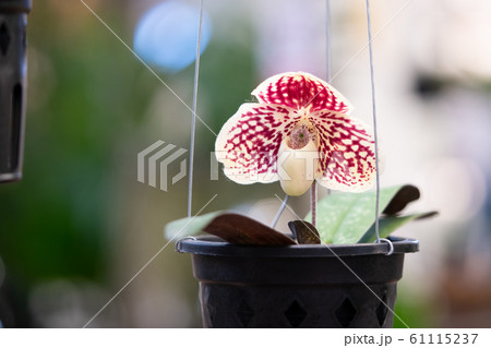 Beautiful white orchid flowers with purple spots and green leaves background in the garden	 61115237