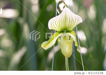 Beautiful white and green orchid flowers and green leaves background in the garden	 61115238
