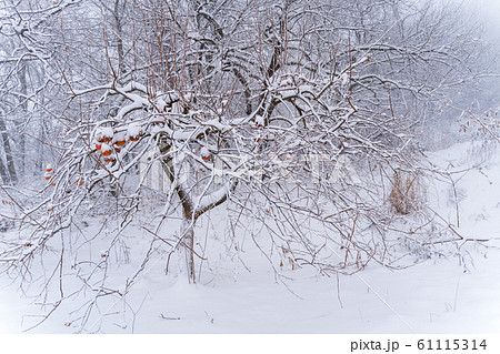 雪が積もった残し柿 福島県磐梯町 雪が積もった残し柿 福島県磐梯町 61115314