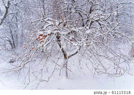 雪が積もった残し柿 福島県磐梯町 雪が積もった残し柿 福島県磐梯町 61115318