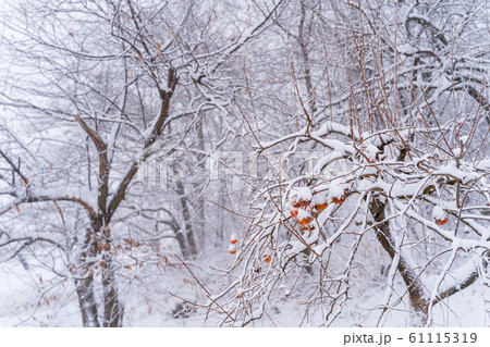 雪が積もった残し柿　福島県磐梯町 61115319