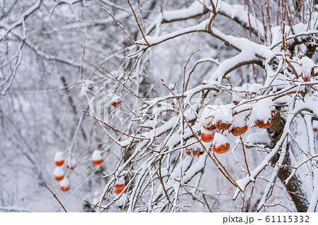 雪が積もった残し柿 福島県磐梯町 雪が積もった残し柿 福島県磐梯町 61115332
