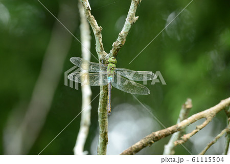 ギンヤンマ 61115504