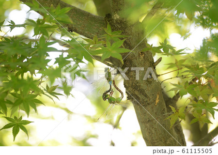 ギンヤンマ 61115505