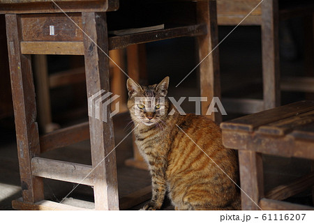 のんびり暮らす猫 61116207