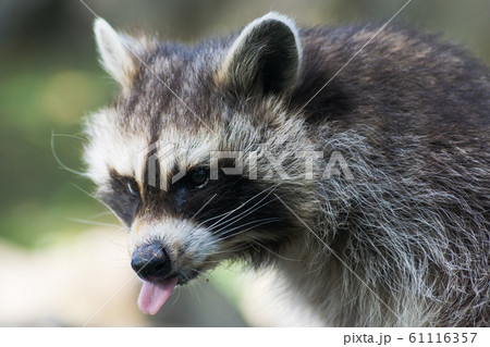 Mouth and tongue of a raccoon, portrait 61116357