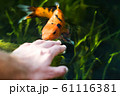 colourful kois fish eating from hand orange and black 61116381