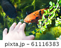 colourful kois fish eating from hand orange and black 61116383