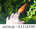 colourful kois fish eating from hand orange and black 61116396