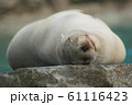 Close-up portrait of a californian sea lion 61116423