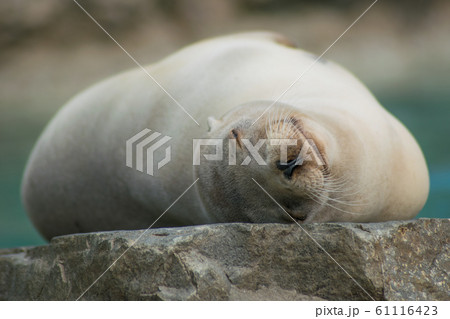 Close-up portrait of a californian sea lion 61116423