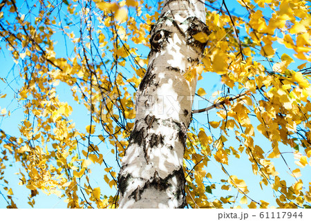 Beautiful scene with birch yellow autumn leaves Beautiful scene with birch yellow autumn leaves 61117944