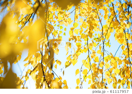 Beautiful scene with birch yellow autumn leaves Beautiful scene with birch yellow autumn leaves 61117957