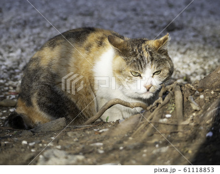 寝ぼけ顔の日向ぼっこ中の猫 61118853