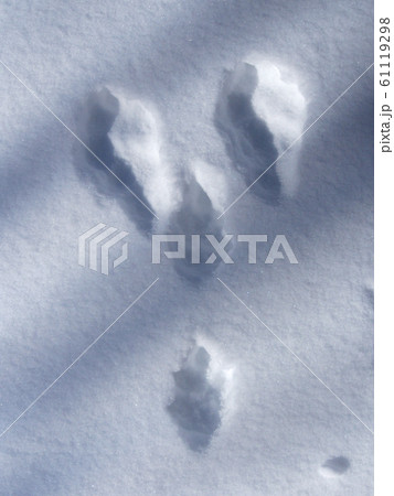 雪に残したウサギの足あと 61119298