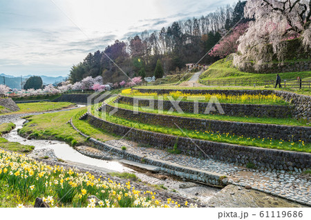 又兵衛桜 大宇陀本郷 又兵衛桜 大宇陀本郷 61119686