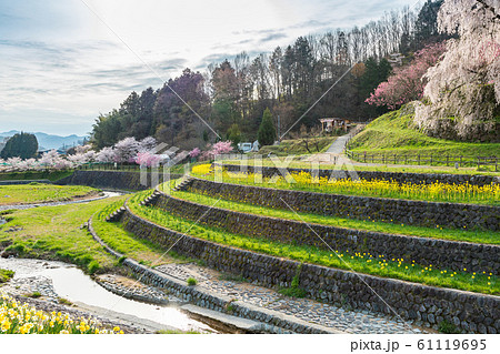 又兵衛桜 大宇陀本郷 又兵衛桜 大宇陀本郷 61119695