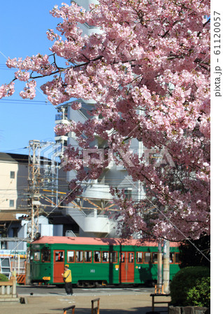 桜と阪堺電車　大阪の路面電車と駅の春の風景 61120057