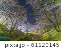 観音ヶ池公園の夜桜 61120145