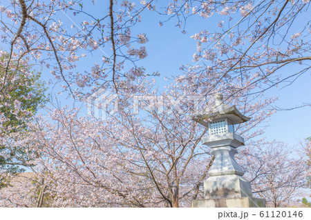 知覧特攻平和会館の桜と灯篭 61120146