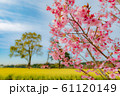 菜の花畑と桜 61120149