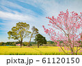 菜の花畑と桜 61120150