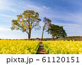 鹿児島都市農業センターの花畑 61120151