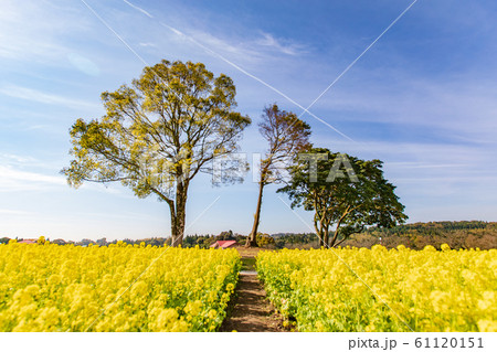 鹿児島都市農業センターの花畑の写真素材