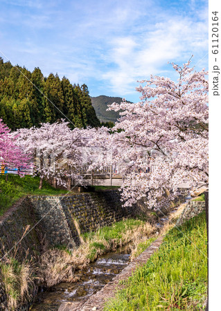 春の桜 奈良大宇陀 春の桜 奈良大宇陀 61120164