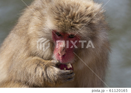 食べる　猿 61120165