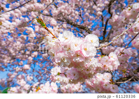 八重桜 アップ 千曲川桜堤 【長野県】 八重桜 アップ 千曲川桜堤 【長野県】 61120336