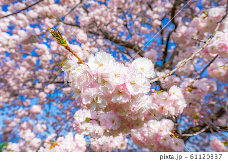 八重桜 アップ 千曲川桜堤 【長野県】 八重桜 アップ 千曲川桜堤 【長野県】 61120337