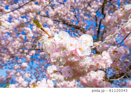 八重桜　アップ　千曲川桜堤　【長野県】 61120345