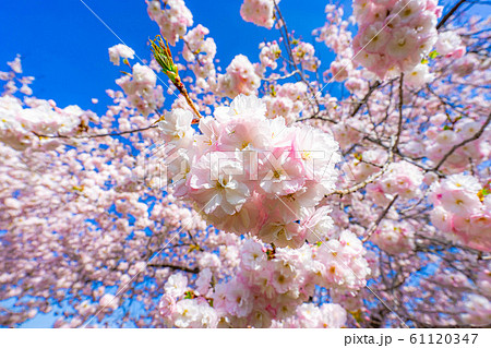 八重桜　アップ　千曲川桜堤　【長野県】 61120347