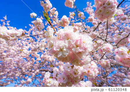 八重桜　アップ　千曲川桜堤　【長野県】 61120348