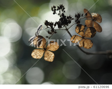枯れ紫陽花 61120696