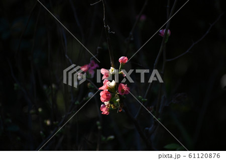 ボケの花 61120876