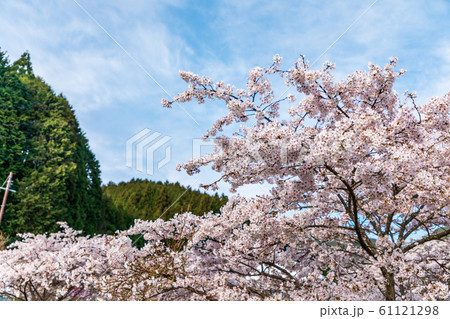 本郷の桜 奈良大宇陀 本郷の桜 奈良大宇陀 61121298