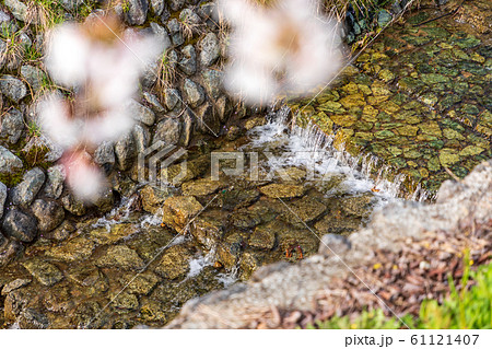 本郷の桜 奈良大宇陀 61121407