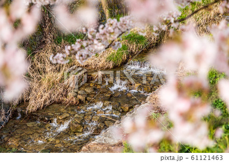 本郷の桜 奈良大宇陀 61121463