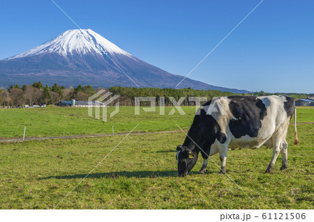 朝霧高原 牛 富士山の写真素材
