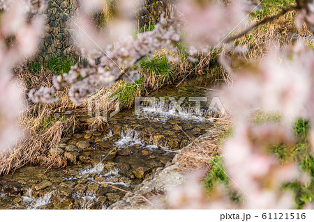 本郷の桜 奈良大宇陀 61121516